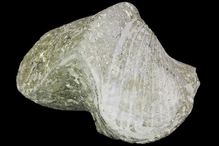 Pyrite Replaced Brachiopod (Paraspirifer) - Ohio #89731
